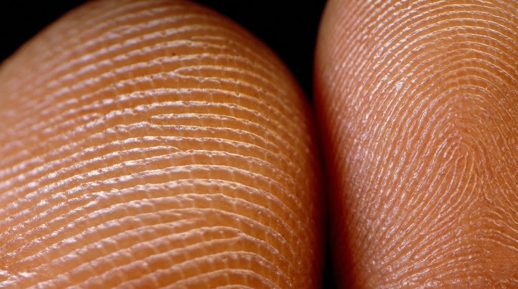 The Science of Permanence Why Fingerprints Are Forever
